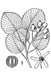roundleaf serviceberry