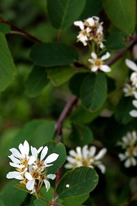roundleaf serviceberry