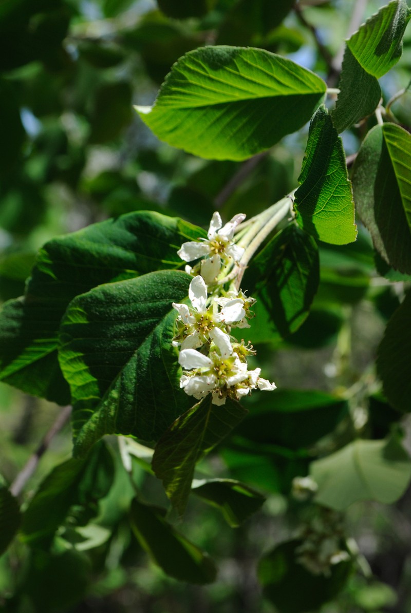 roundleaf serviceberry photo 4