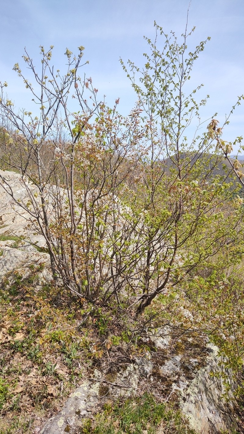 roundleaf serviceberry photo 5