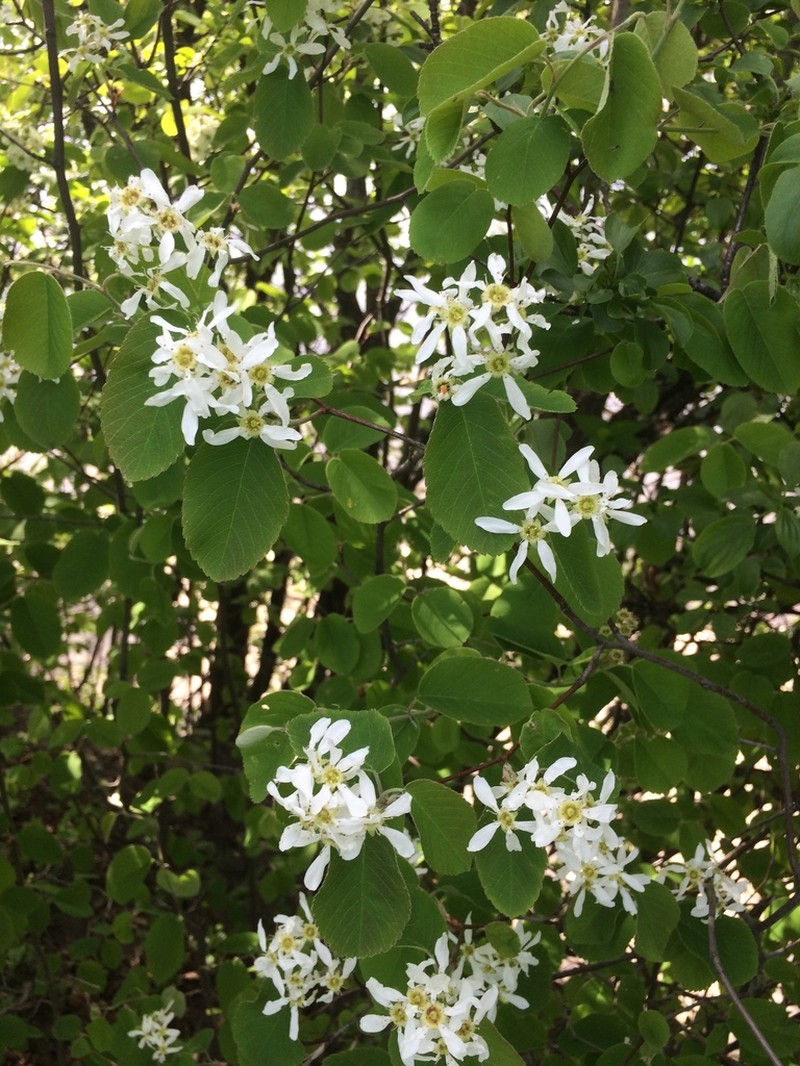 roundleaf serviceberry photo 6