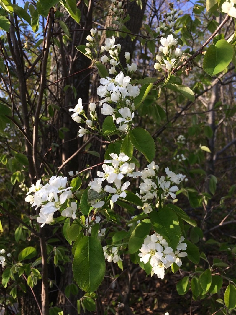 roundleaf serviceberry photo 7