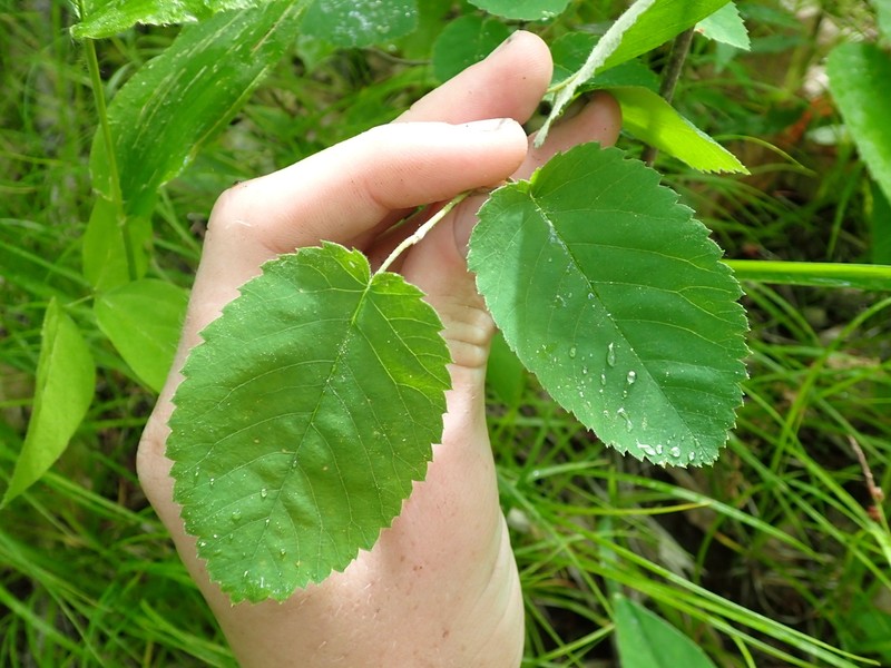roundleaf serviceberry photo 8