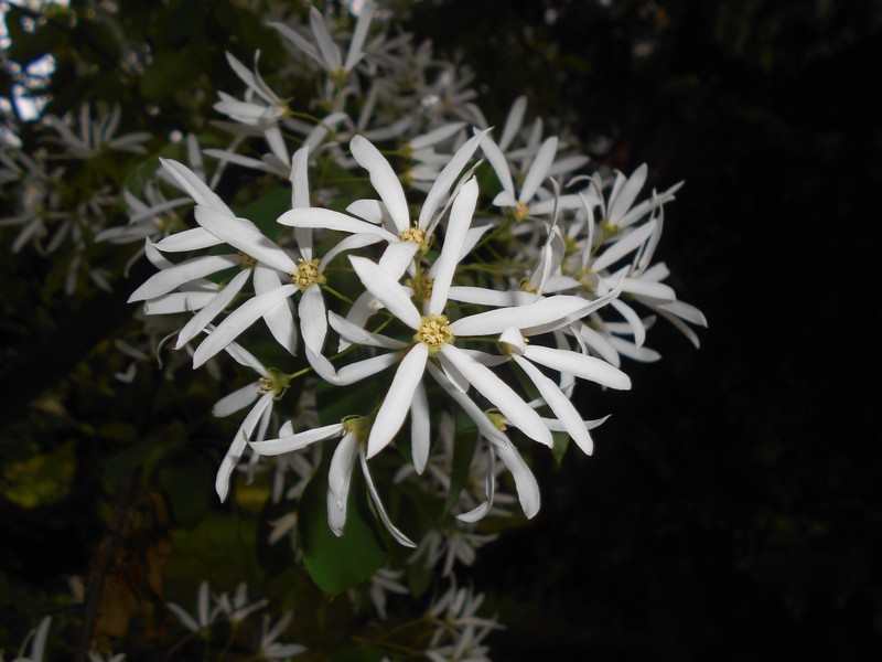 Amelanchier sinica photo 3