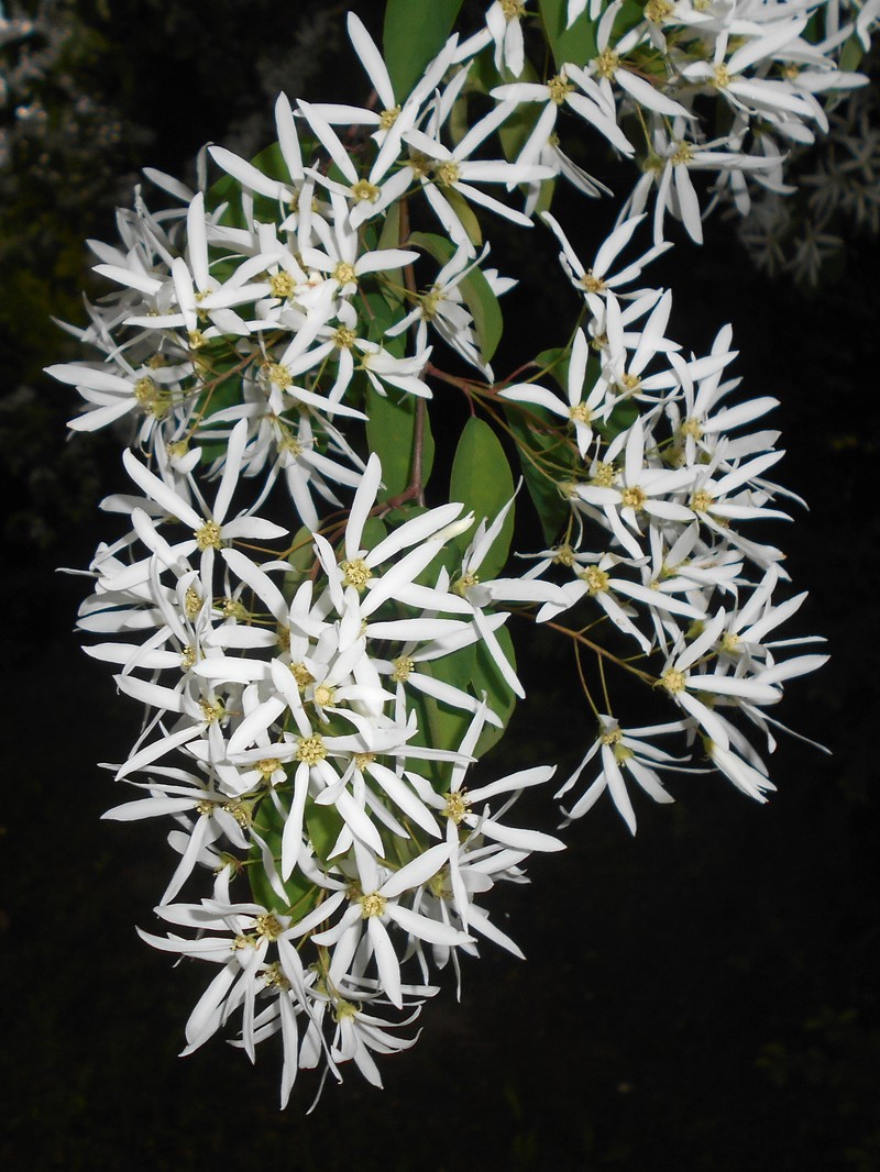 Amelanchier sinica photo 4