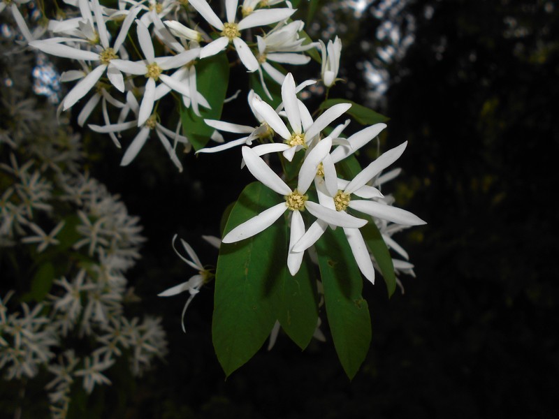 Amelanchier sinica photo 5