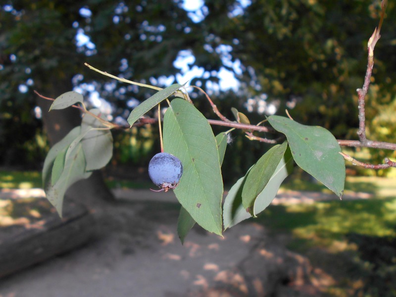 Amelanchier sinica photo 6