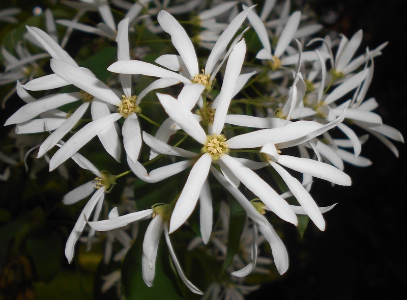 Amelanchier sinica
