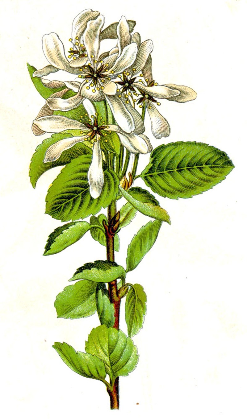 Amelanchier sinica photo 2