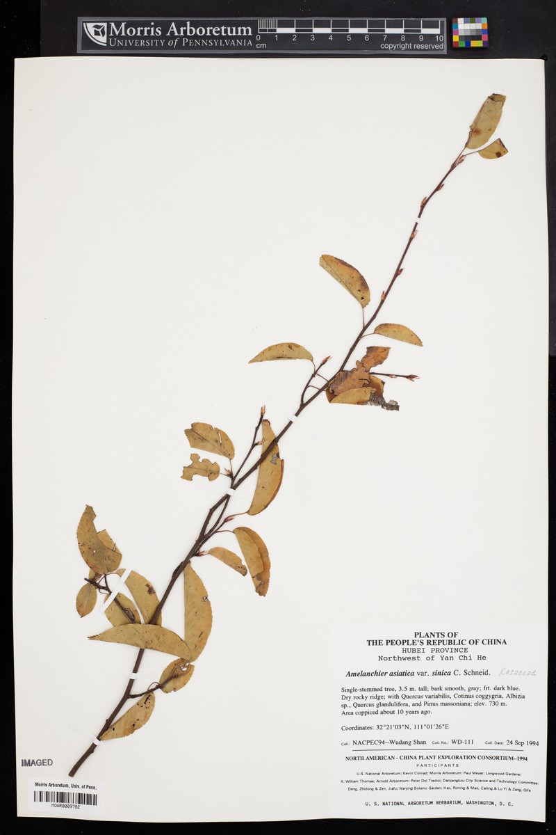 Amelanchier sinica photo 3