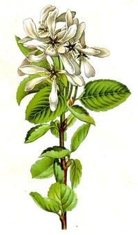 Running Serviceberry
