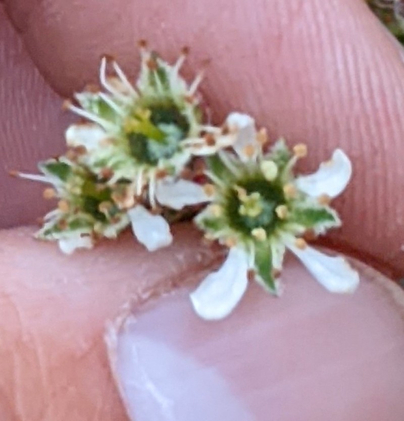 Running Serviceberry photo 2