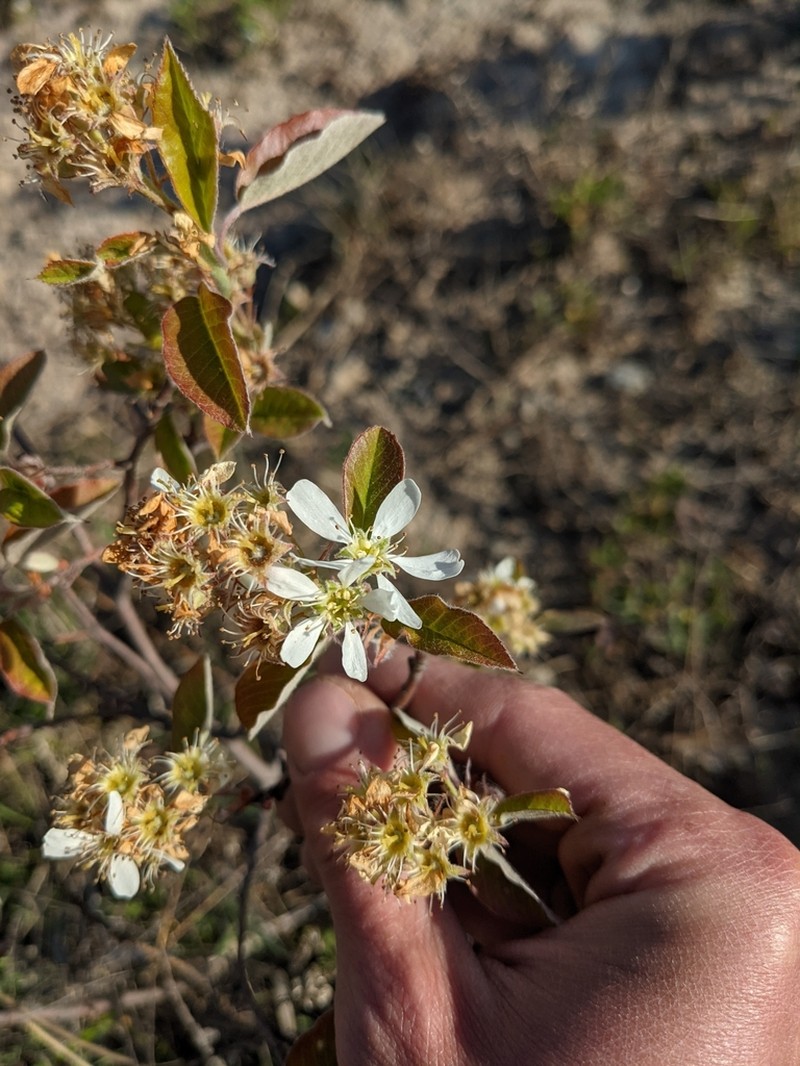 Running Serviceberry photo 3