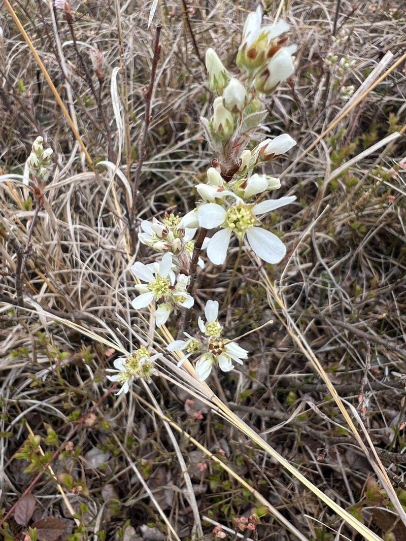 Running Serviceberry photo 5