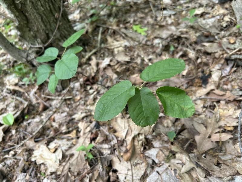 Running Serviceberry photo 7