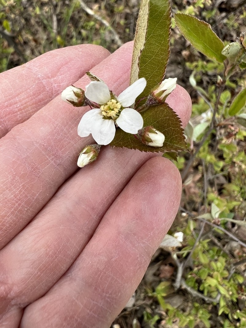 Running Serviceberry photo 8