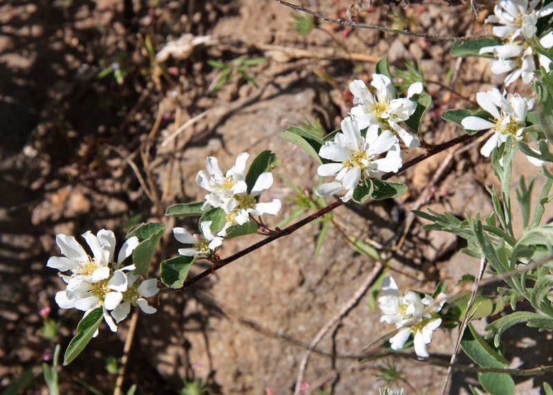 Utah serviceberry photo 2