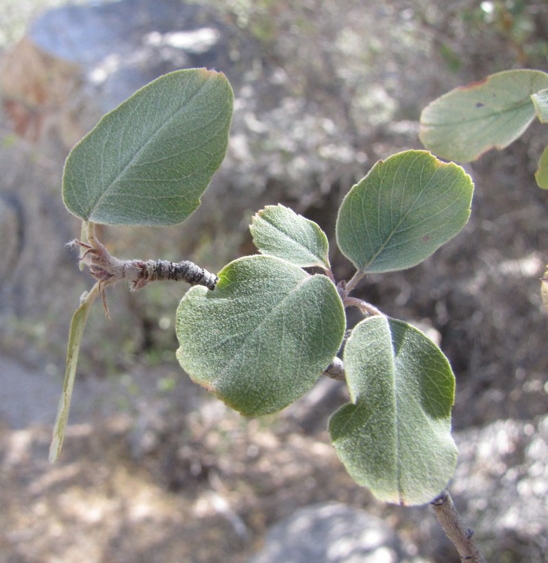 Utah serviceberry photo 3