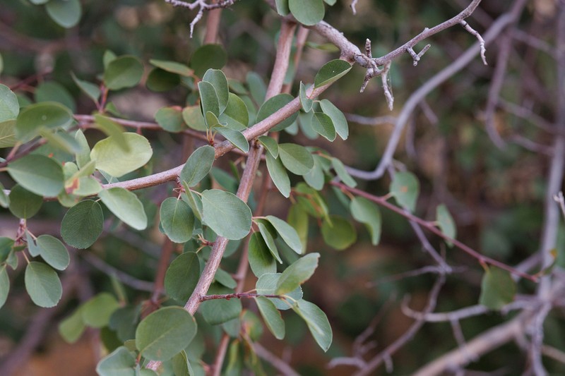 Utah serviceberry photo 4