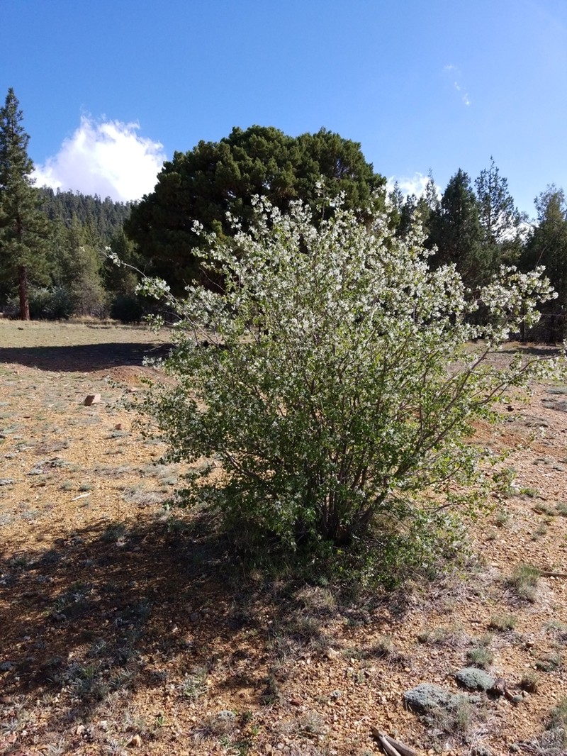 Utah serviceberry photo 5