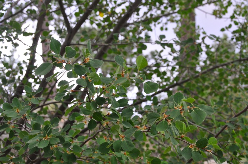 Utah serviceberry photo 6