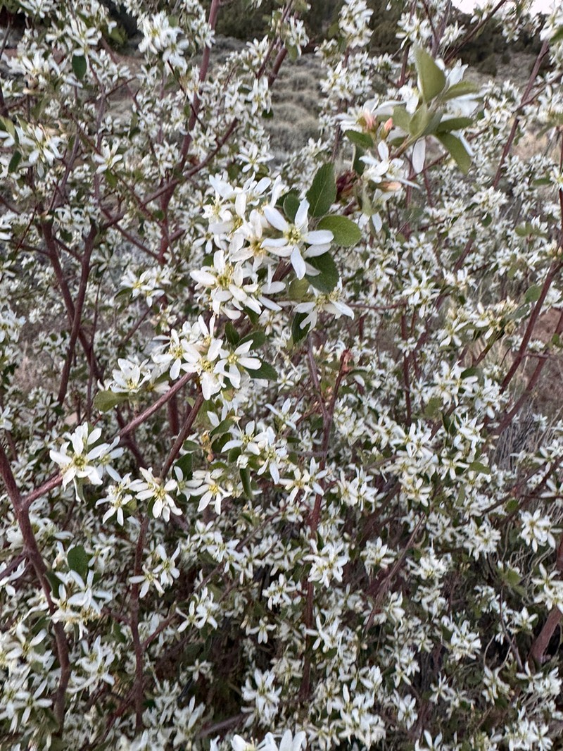 Utah serviceberry photo 7