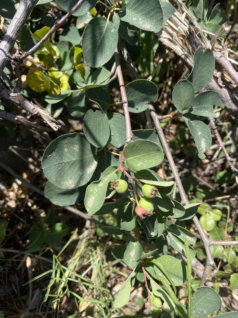 Utah serviceberry photo 8