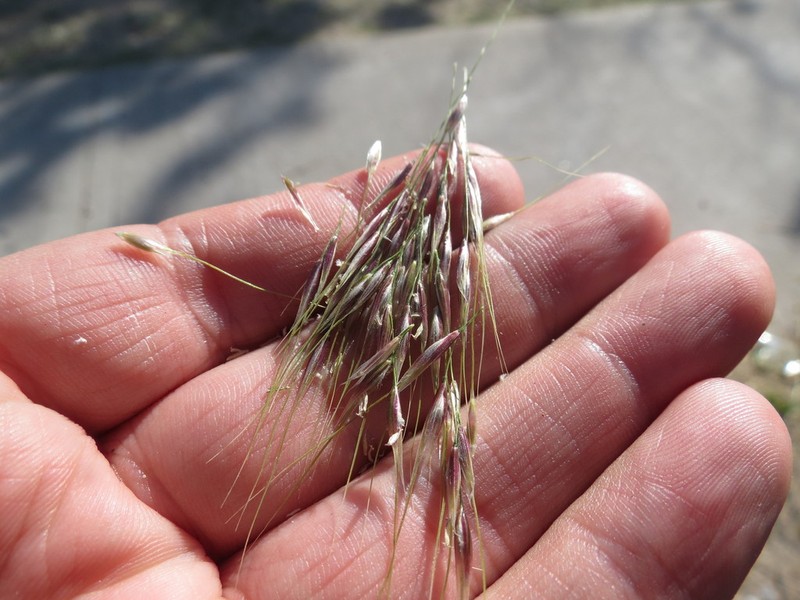 Amelichloa ambigua