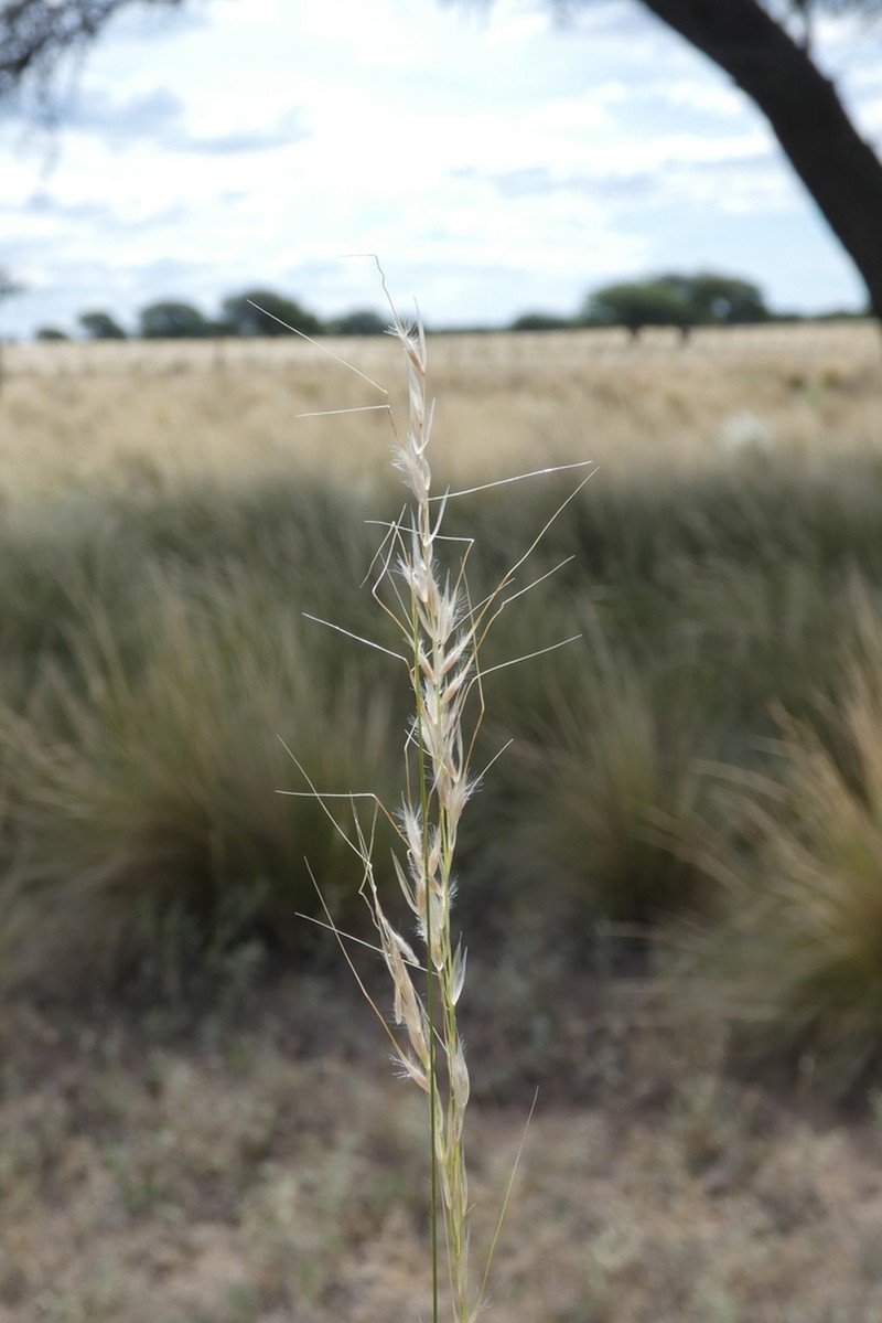 Amelichloa ambigua photo 2