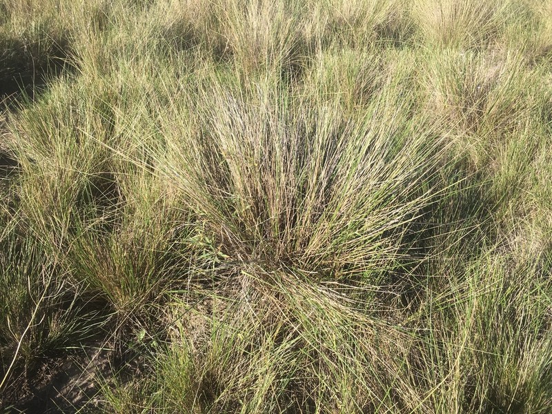 Amelichloa ambigua photo 3