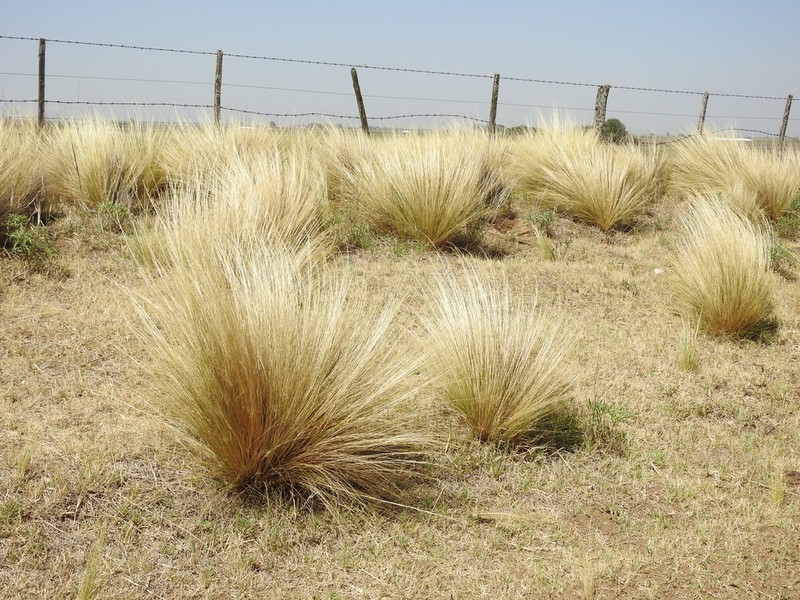 Shortbristled Needlegrass