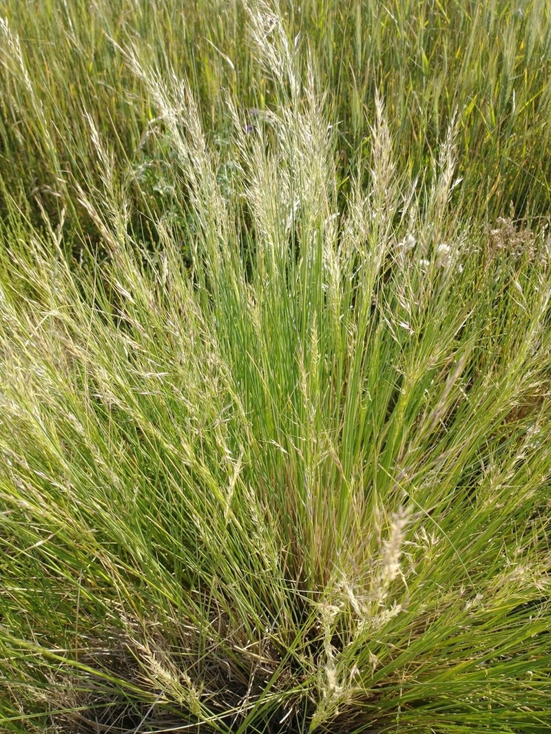 Shortbristled Needlegrass photo 2