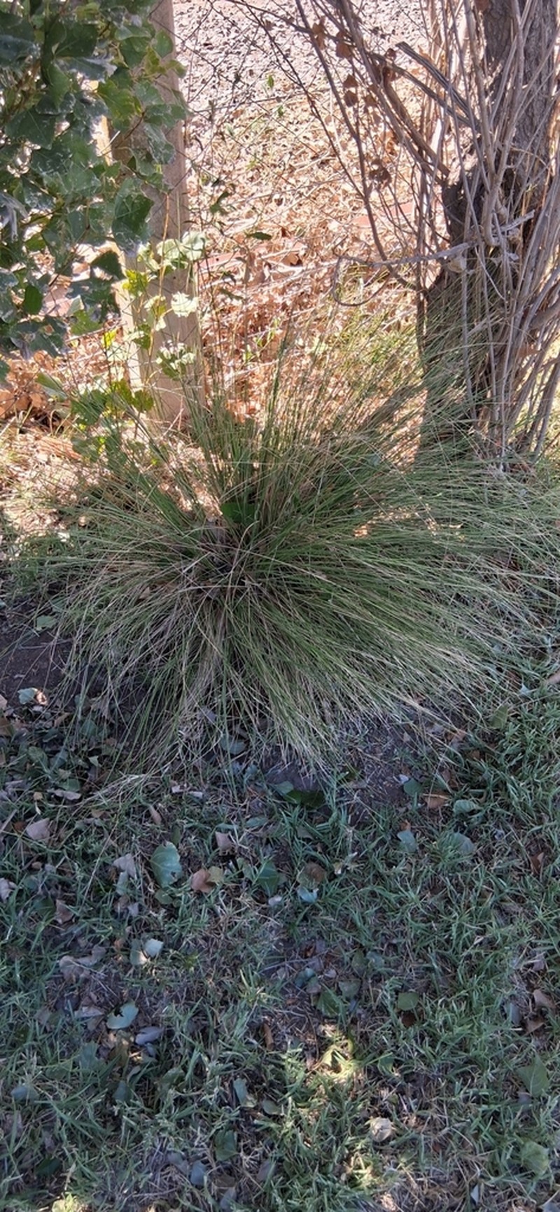 Shortbristled Needlegrass photo 3