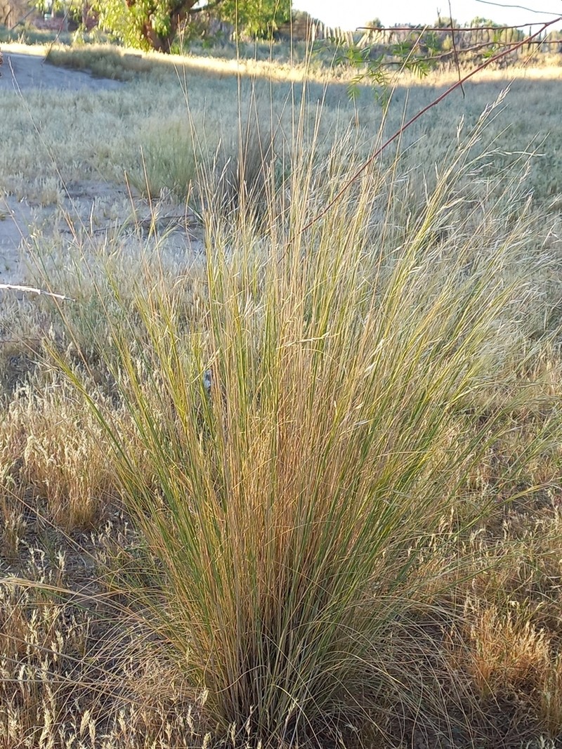 Shortbristled Needlegrass photo 4
