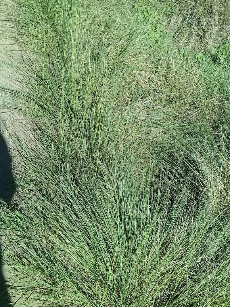 Shortbristled Needlegrass photo 5