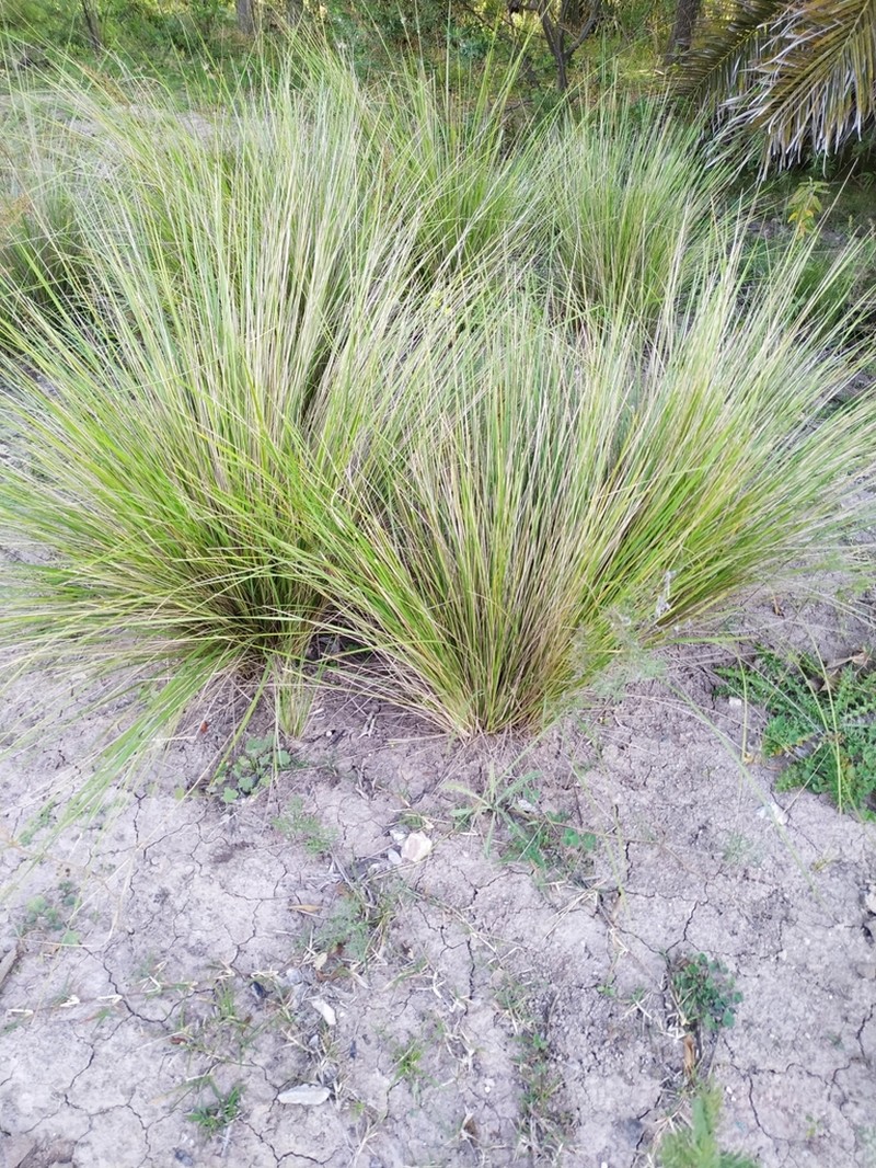 Shortbristled Needlegrass photo 6