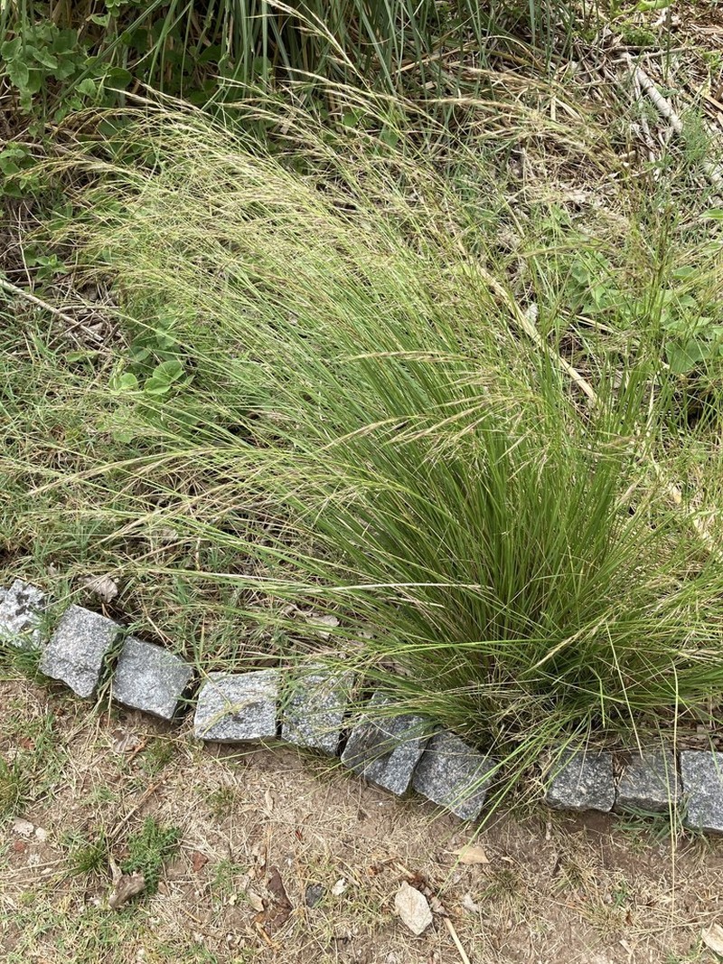 Shortbristled Needlegrass photo 7
