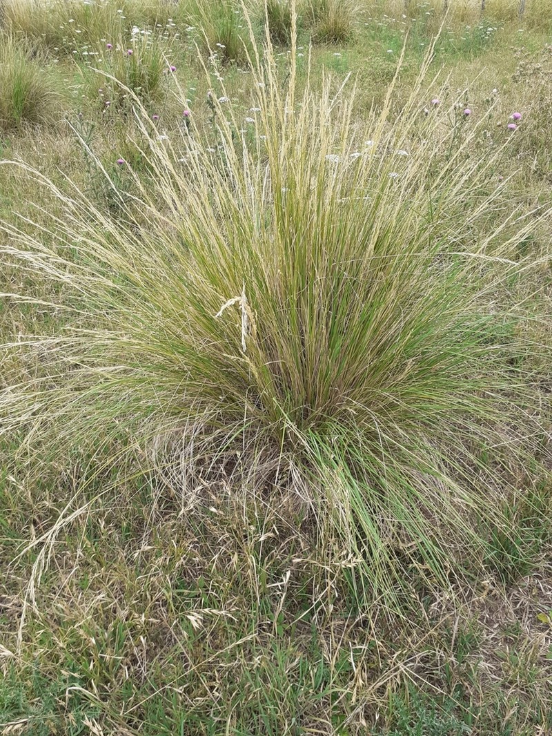 Shortbristled Needlegrass photo 8