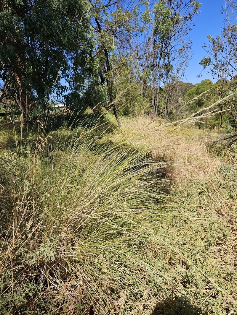 Chilean Ricegrass