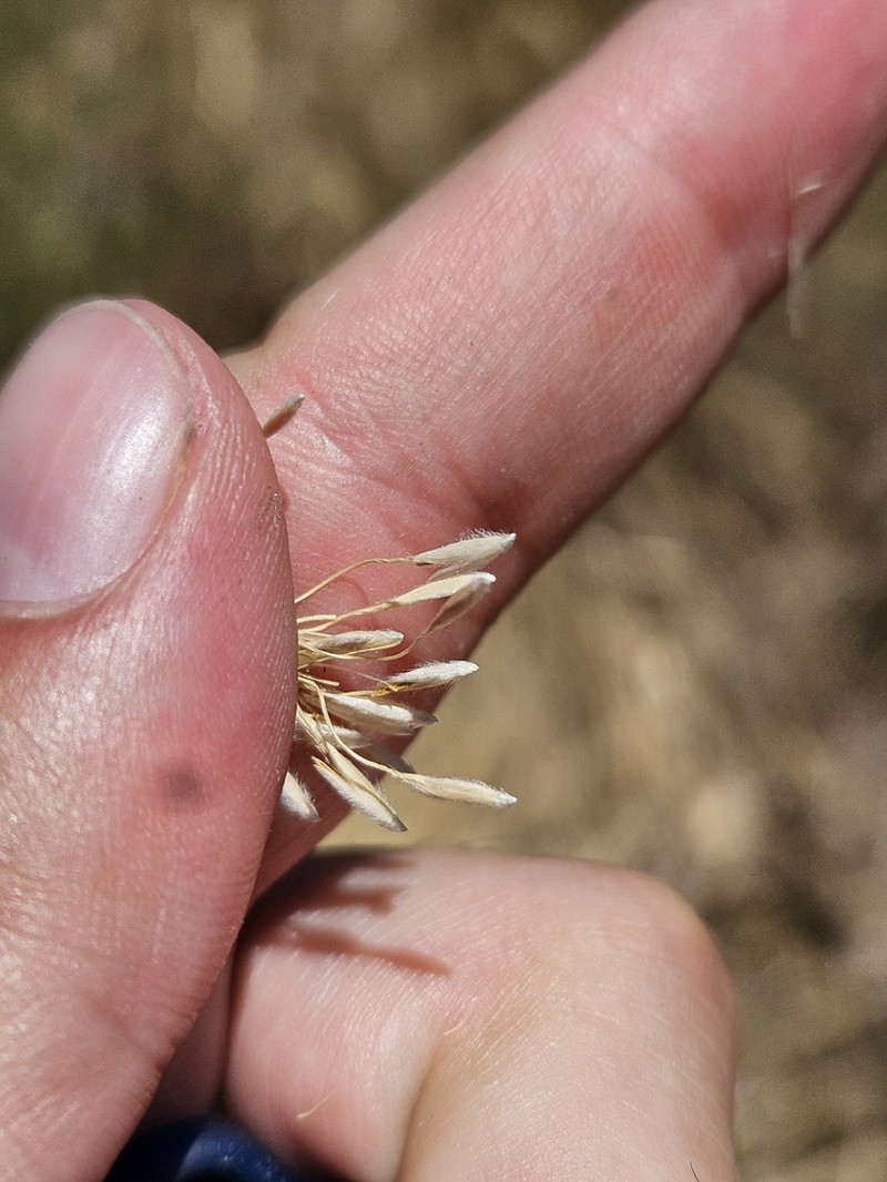 Chilean Ricegrass photo 2