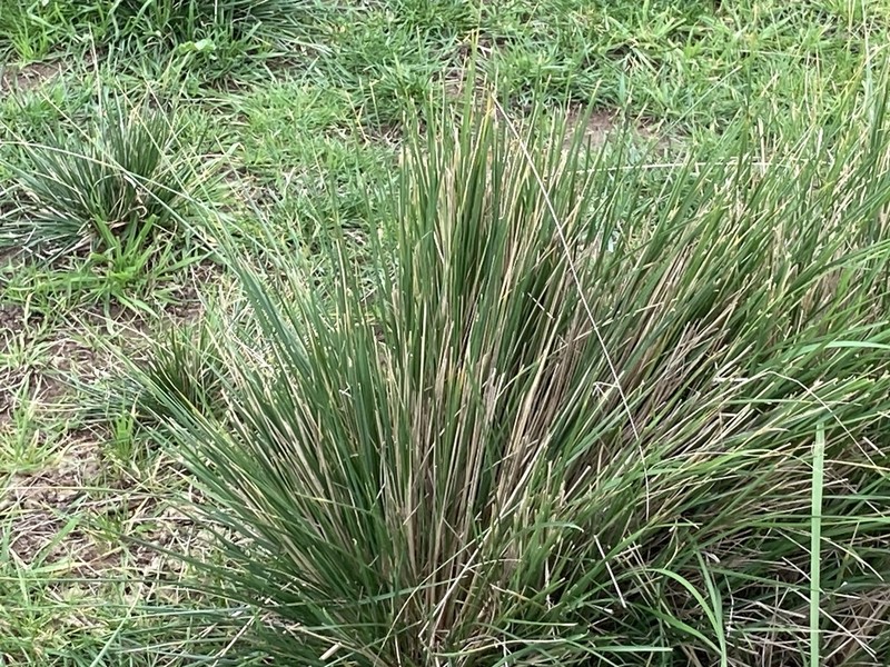 Chilean Ricegrass photo 3