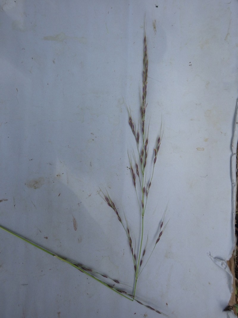 Chilean Ricegrass photo 4