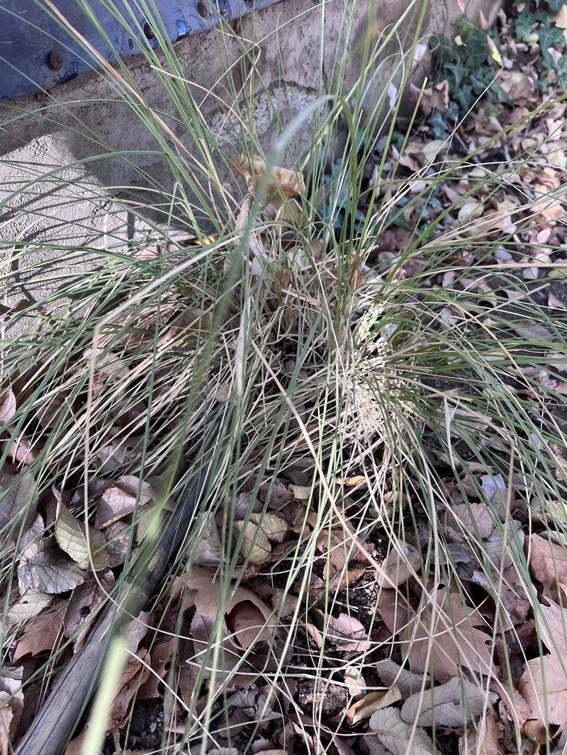Chilean Ricegrass photo 5