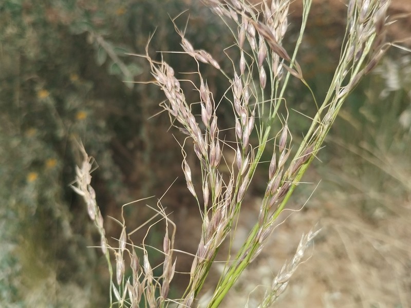 Chilean Ricegrass photo 6