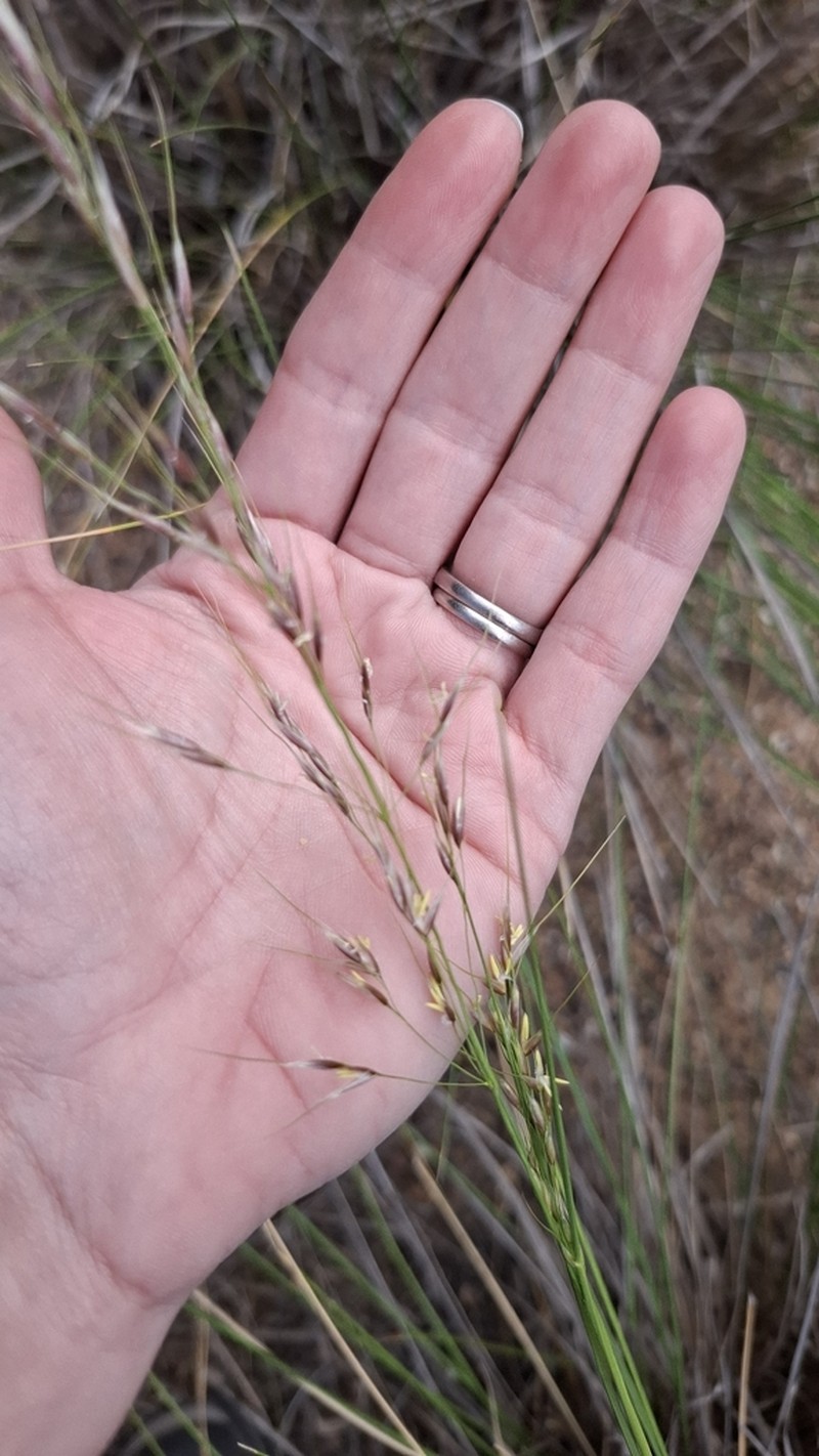 Chilean Ricegrass photo 7