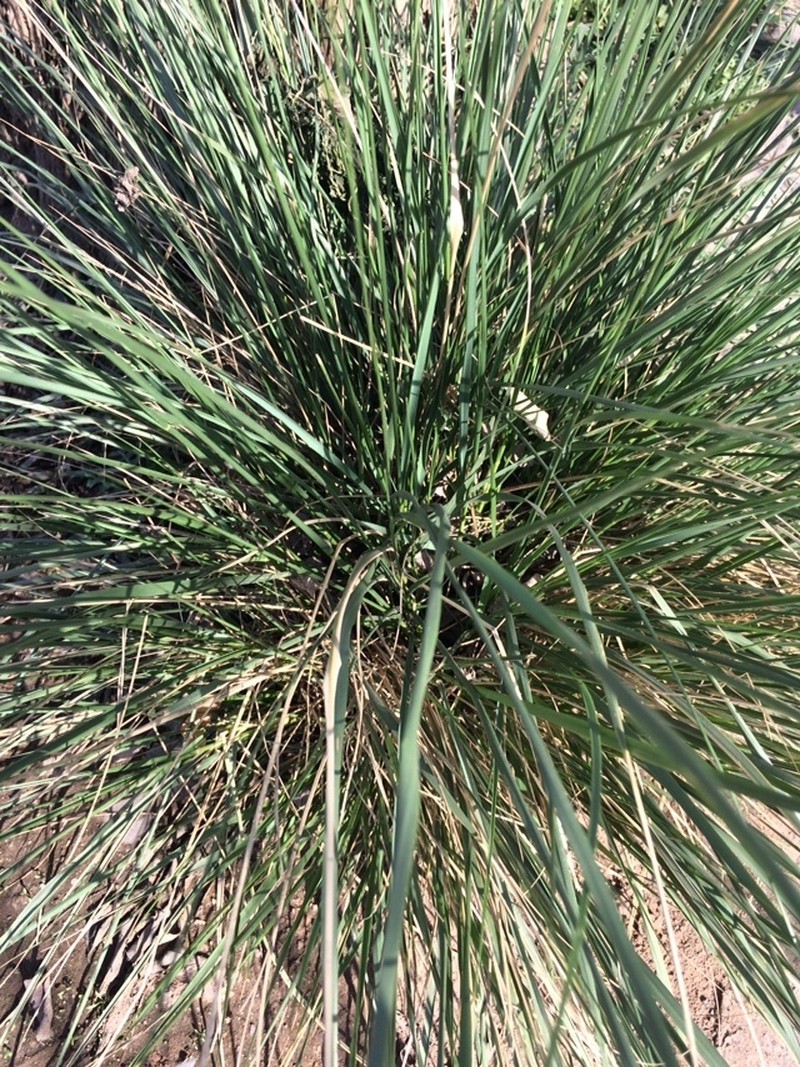 Chilean Ricegrass photo 8