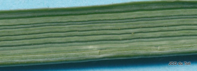 Mexican Ricegrass