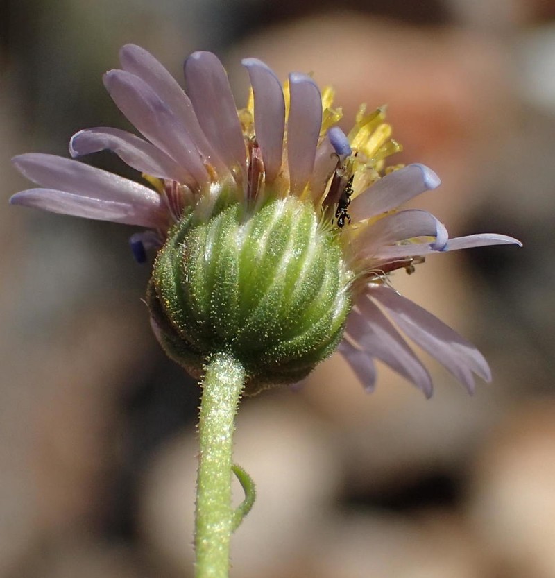 Amellus alternifolius