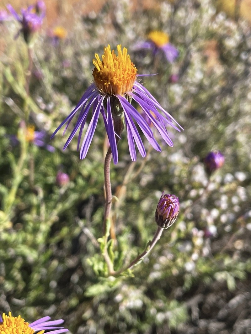 Amellus alternifolius photo 2
