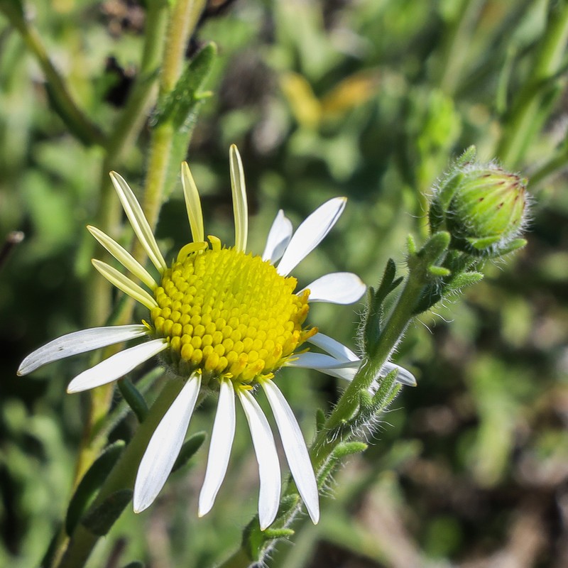 Amellus alternifolius photo 3